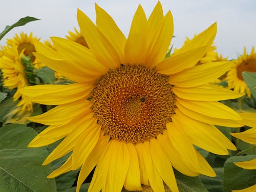 Close-Up Shot of a Sunflower 