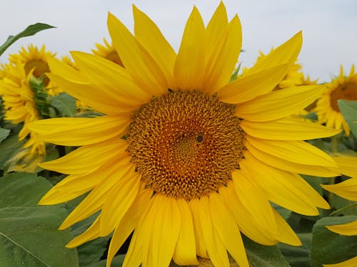 ayçiçekleri, bitki örtüsü, Çiçek açmak içeren Ücretsiz stok fotoğraf