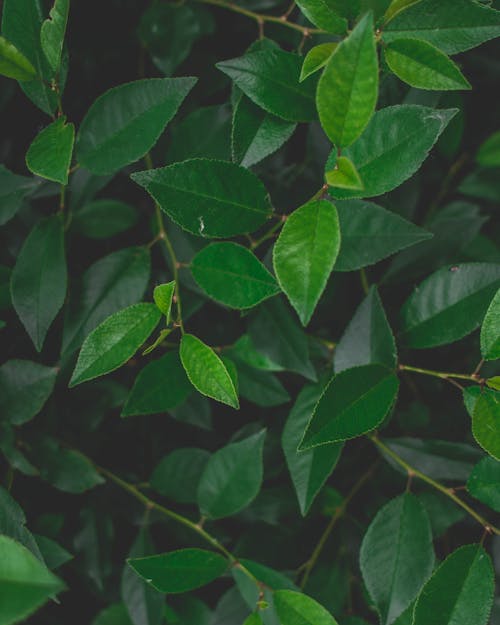 бесплатная Селективная фокусировка зеленого растения с листьями Стоковое фото