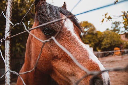 Δωρεάν στοκ φωτογραφιών με αγρόκτημα, για άλογα, γκρο πλαν