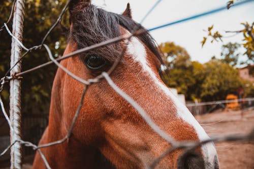 Brown Horse in the Fence