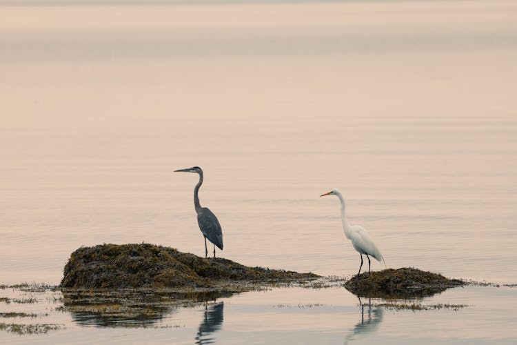 Birds On The Sea