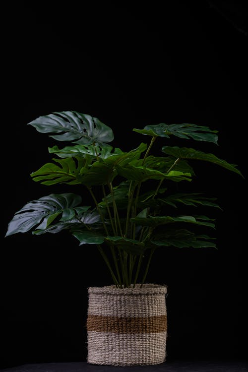 Green Plant on Pot in Black Background 