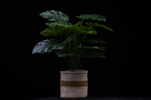Foto stok gratis araceae, background hitam, dekorasi
