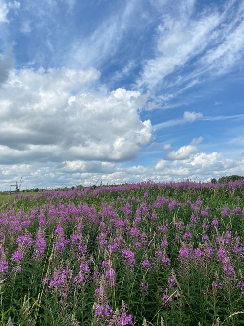 Free A vast field of purple wildflowers stretches beneath a bright blue sky with fluffy white clouds. Stock Photo