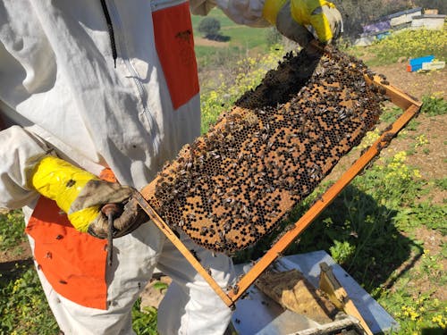 Imagine de stoc gratuită din albine, apicultură, cadru miere