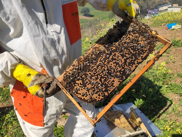 Person Holding Honey Frame