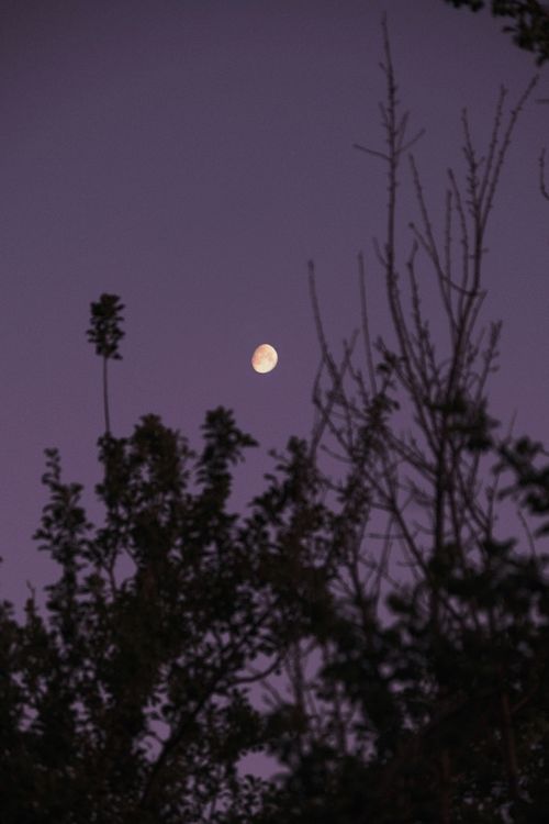 Free Silhouetted trees framing the moon during nighttime, creating a serene evening scene. Stock Photo