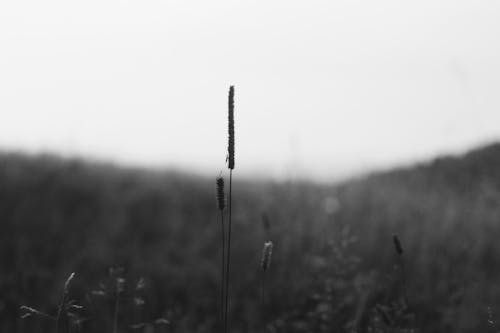 Free stock photo of grass field