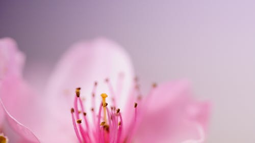 Free stock photo of flower bud, Î Ï Î Î Î Ï Î Î ÏÎ Î Î, Î Î Ï Î Î ÏÎ Î