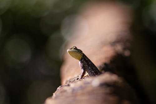 Black and Green Lizard on Brown Wood
