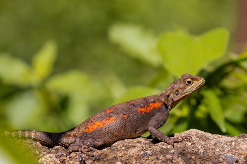 Free Brown and Black Lizard on Brown Rock Stock Photo