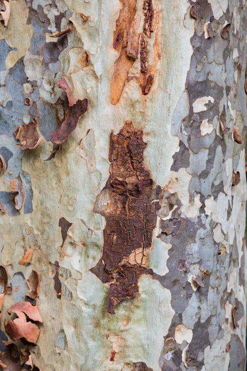 Gratis Fotos de stock gratuitas de árbol, baúl, corteza Foto de stock
