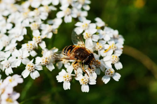 Lebah Madu Coklat Dan Hitam Pada Bunga Putih Dekat Tanaman Hijau Pada Siang Hari
