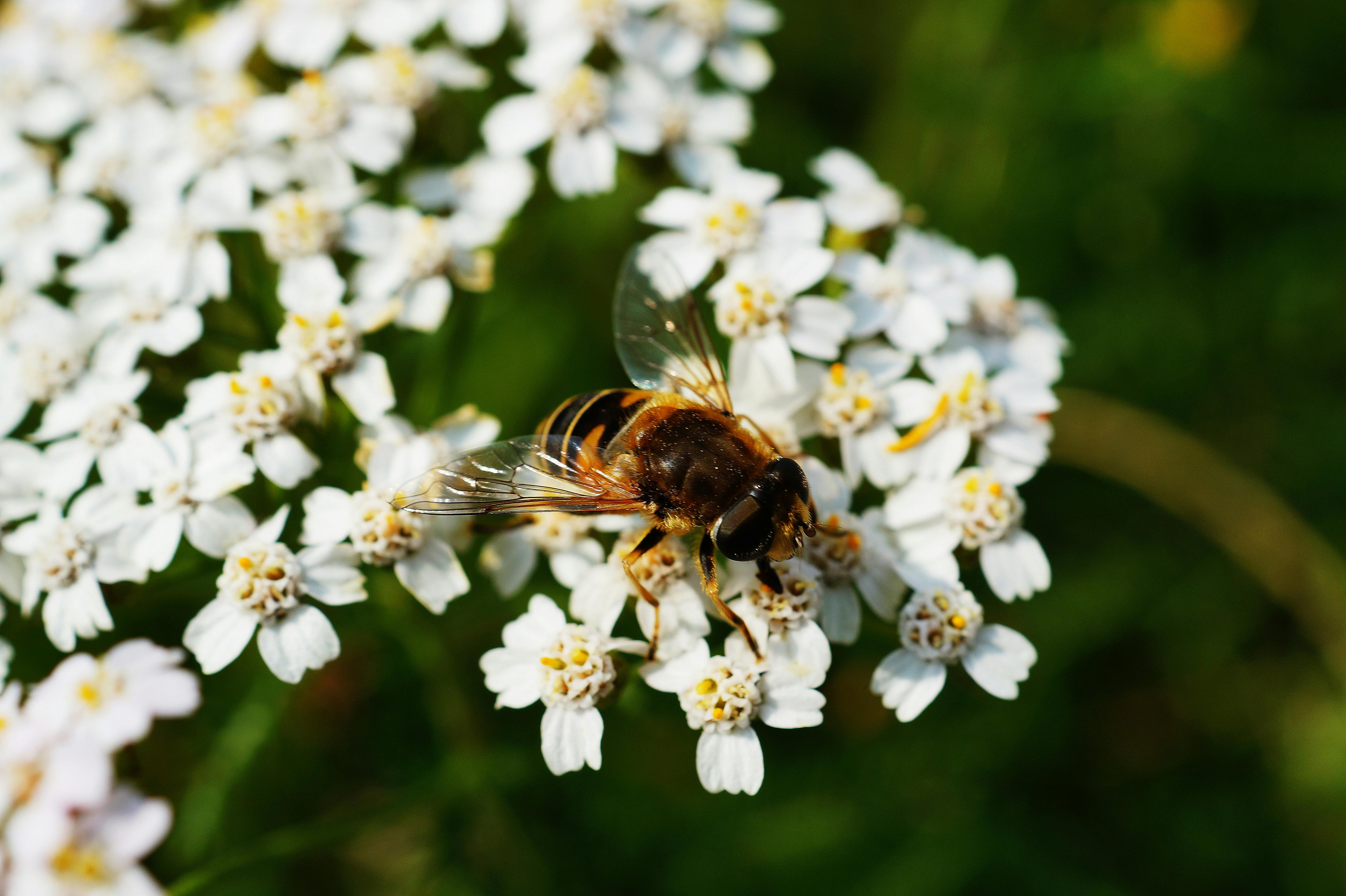 Bee Stock Photo - Download Image Now - Bee, Pollen, Pollination