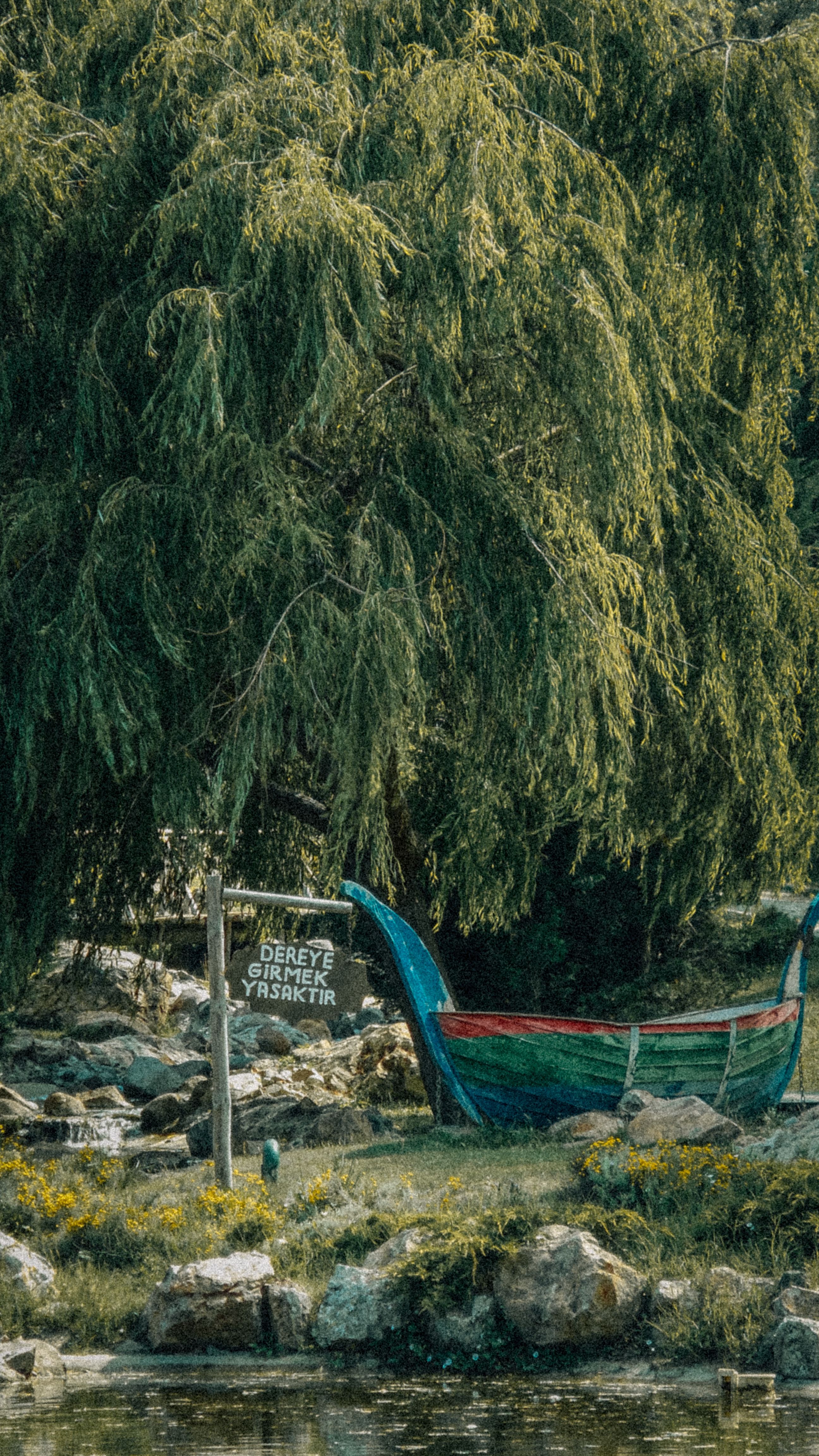 Green Trees Beside the River · Free Stock Photo