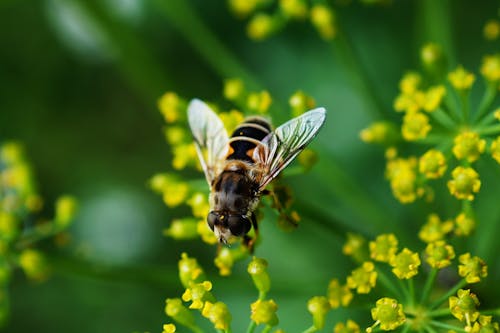 Bee Nearby Yellow Cluster Petal Flower