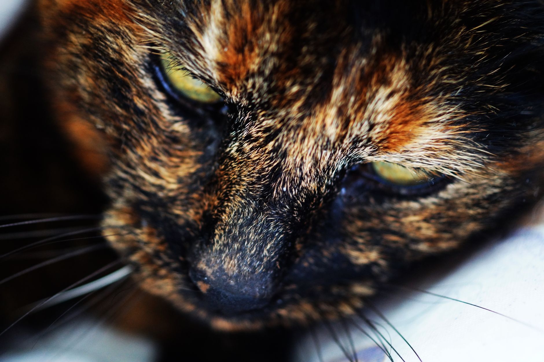 Veterinarian examining a cat during a checkup