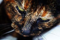 一张龟甲猫的详细特写照片，它有着醒目的黄色眼睛和复杂的毛皮图案