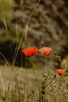 Vivid red poppies stand out in a grassy field, showcasing nature's spring beauty.