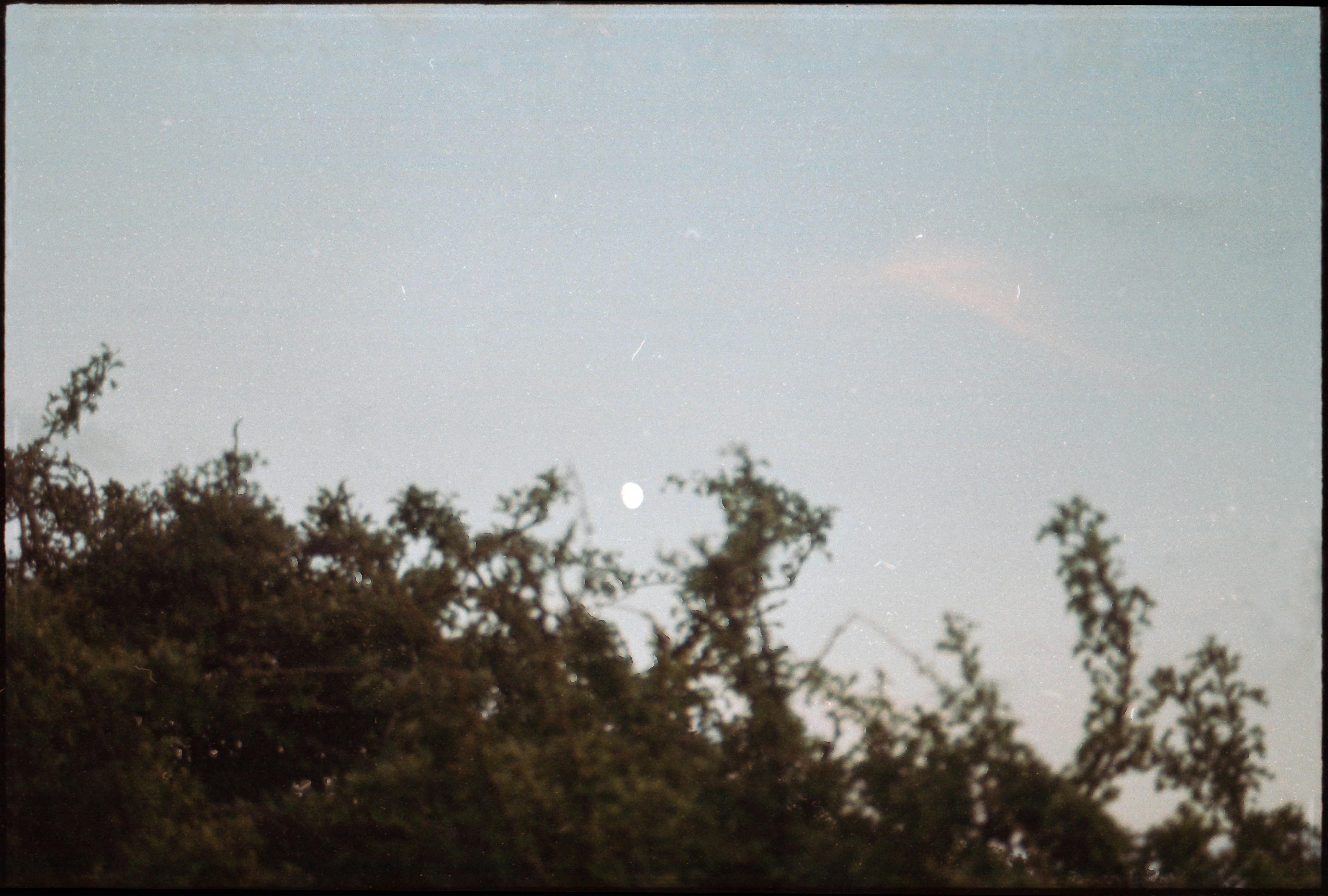 A tranquil view of the moon rising above dark silhouetted trees against a soft evening sky.