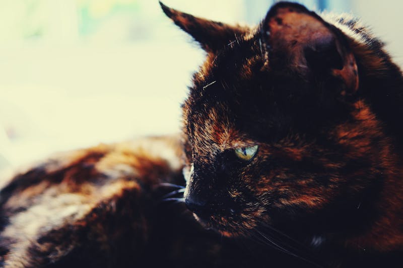 Tortoiseshell cat showing unique mottled fur pattern