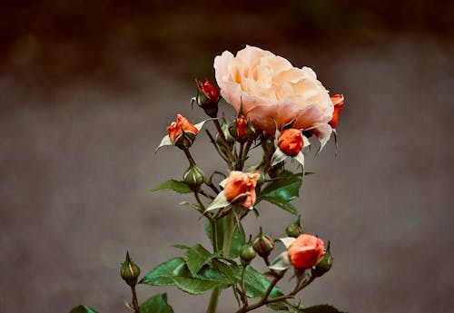 A Garden Rose in Bloom 