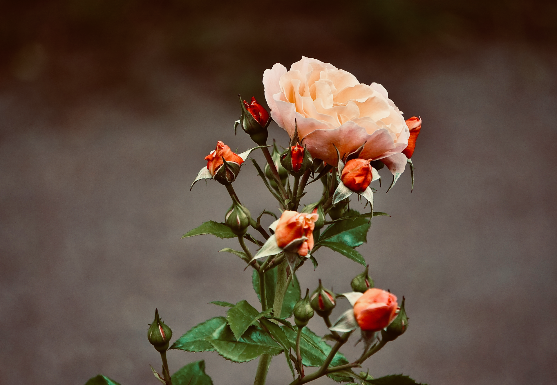 A detailed close-up of a blooming garden rose surrounded by rosebuds outdoors.