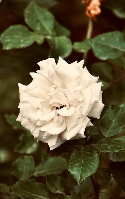 Imagine de stoc gratuită din a închide, delicat, floare albă