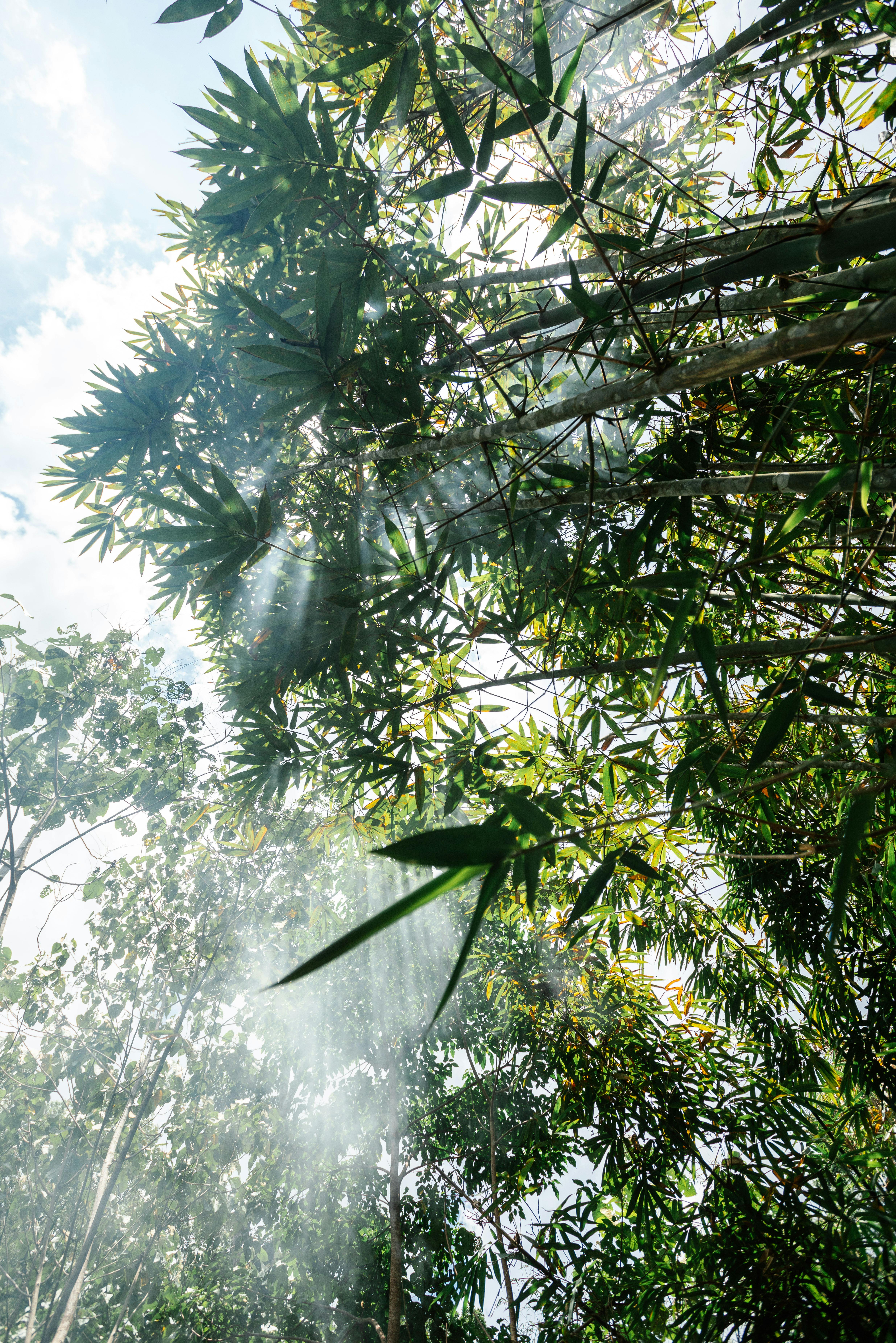 Beautiful sunlight streaming through lush green bamboo forest capturing nature's serenity.