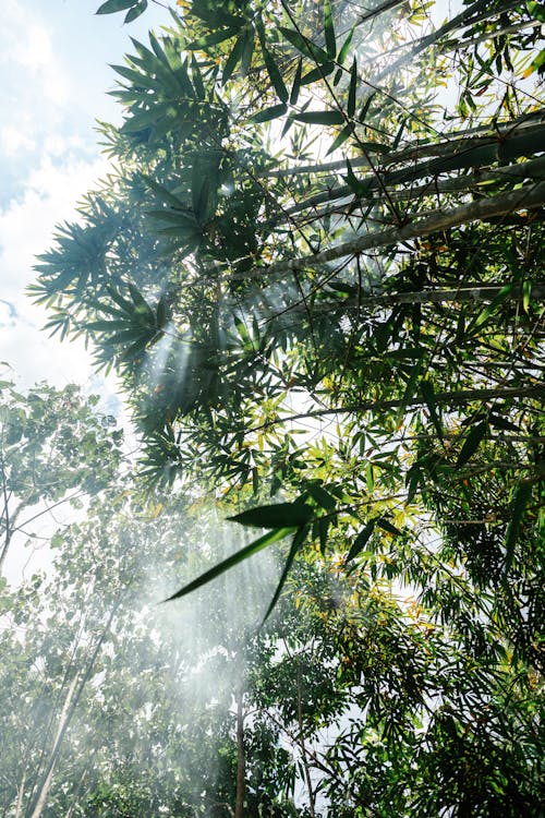 Low-Angle Shot of Bamboo Trees in the Forest