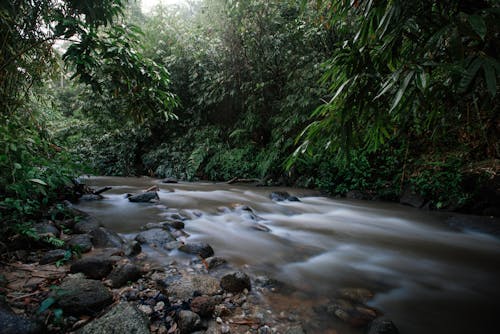 A River in the Forest 