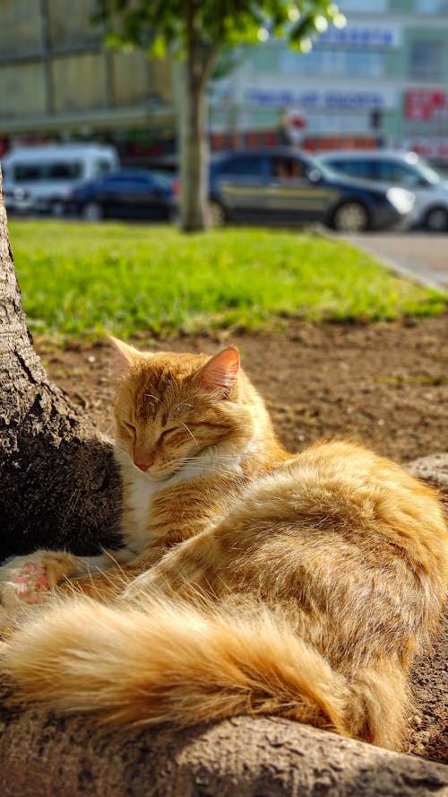 Darmowe zdjęcie z galerii z kedi, kot, odbicie