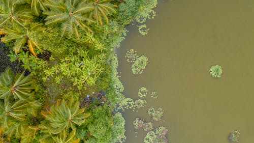 Top View of Trees Near Water