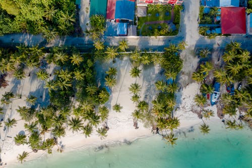 Foto d'estoc gratuïta de arbres, foto des d'un dron, fotografia aèria