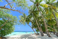 阳光明媚的热带海滩，棕榈树和碧绿的大海，非常适合度假