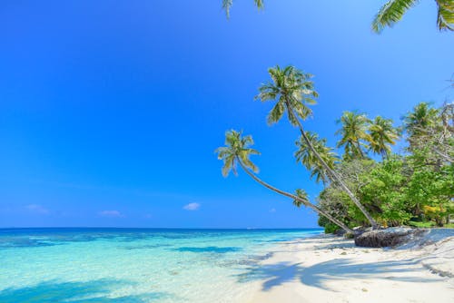Beautiful Tropical Beach with Palm Trees and Turquoise Water 