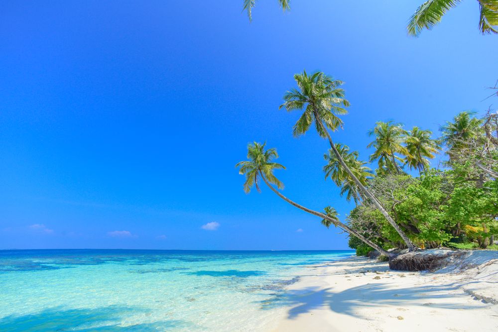 ヤシの木とターコイズブルーの海