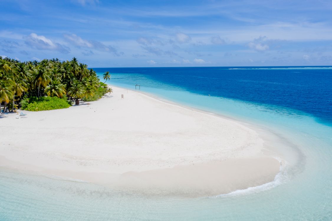 Green Trees on White Sand Beach · Free Stock Photo