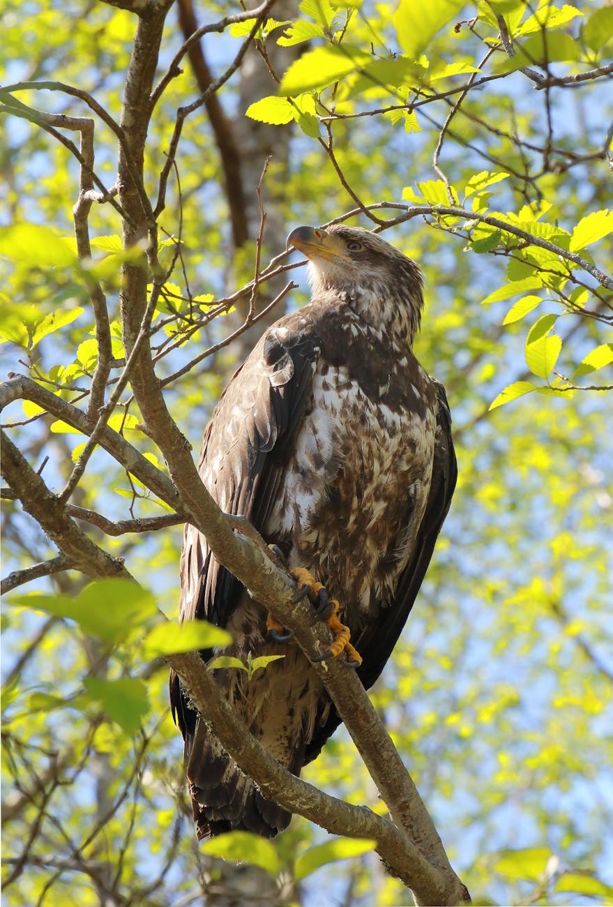 Sitka Westerdam Tips