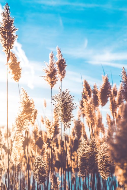 Free Tall reed grass lit by warm sunlight against a blue sky, capturing an autumn essence. Stock Photo