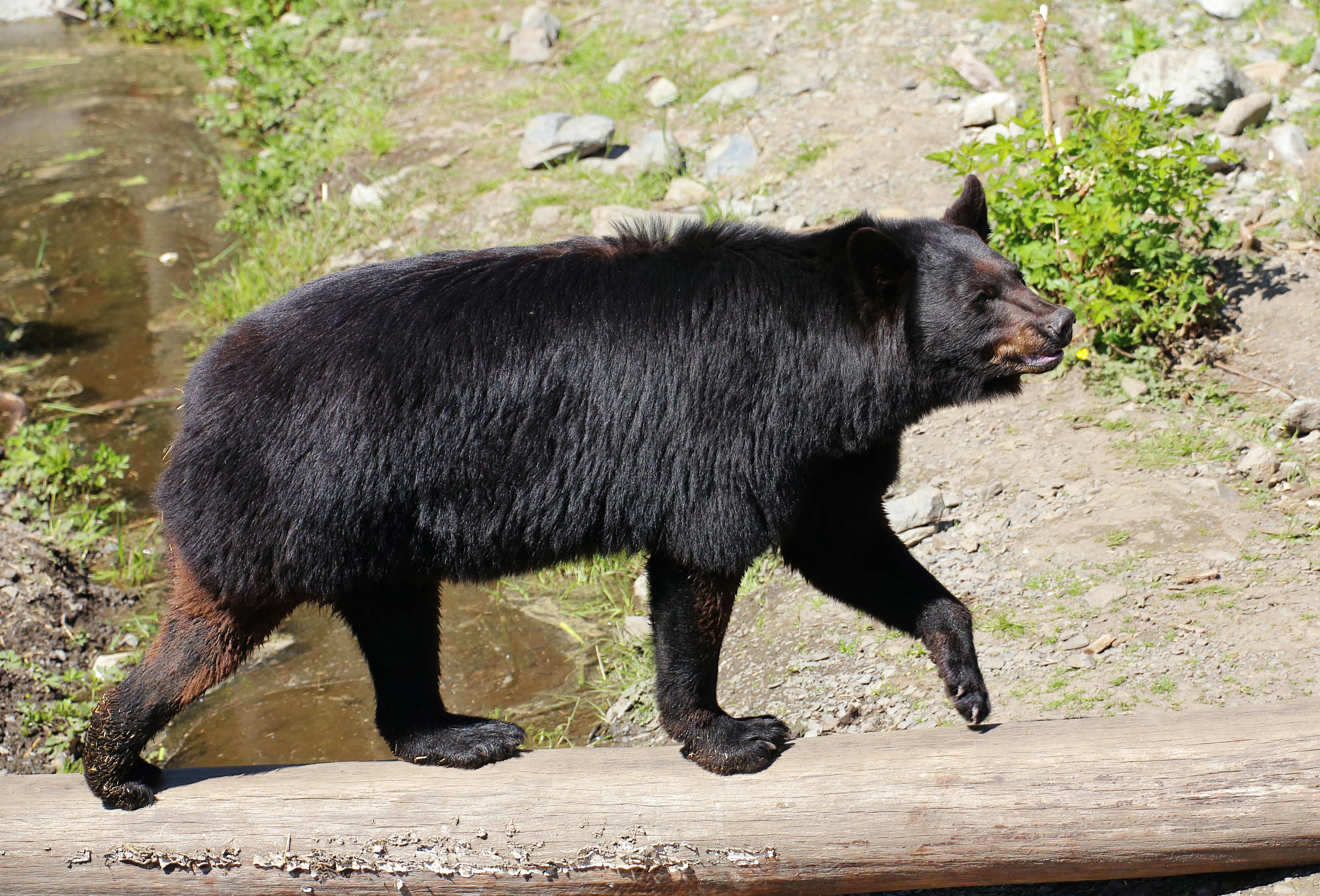 1,000+ Best Bear Photos · 100% Free Download · Pexels Stock Photos