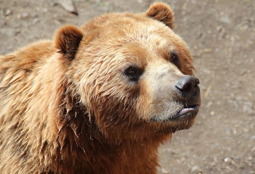 Free Brown Bear in Close-Up Photography Stock Photo