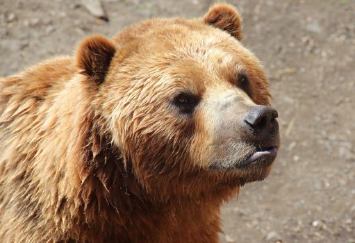 Intimate close-up of a powerful brown bear in the wild, showcasing its fur texture and expression.