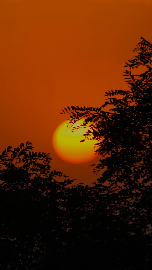 Silhouette of Trees during Sunset