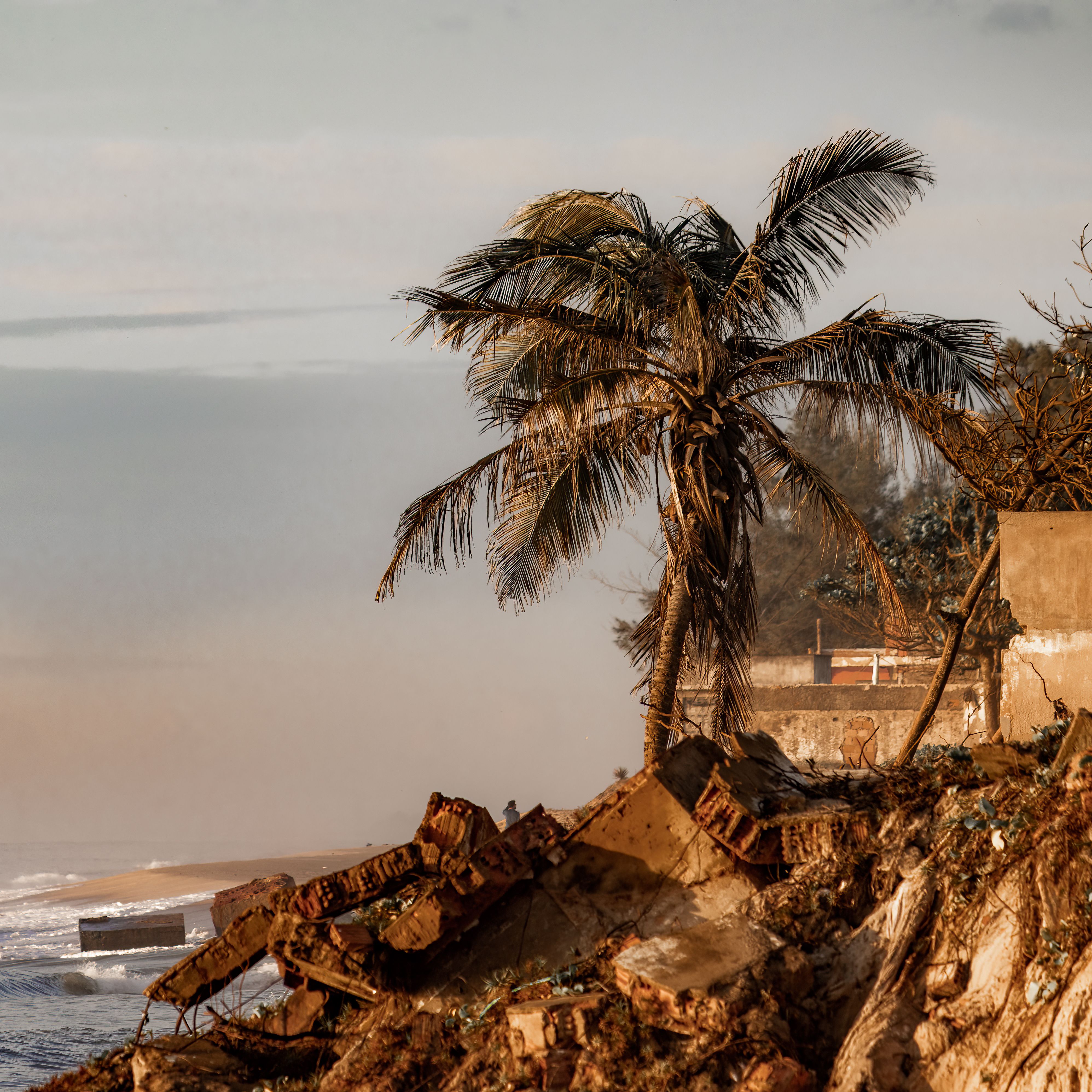 Beautiful palm tree on an eroding beach cliff in Brazil, capturing coastal erosion and tropical scenery.