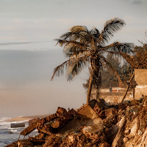 Gratis stockfoto met kokosboom, kust, strand