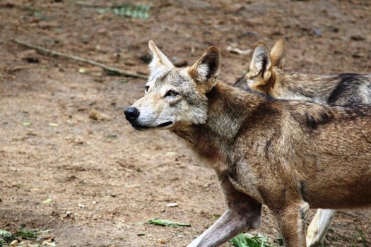 Immagine gratuita di ambiente, animali selvatici, avventura