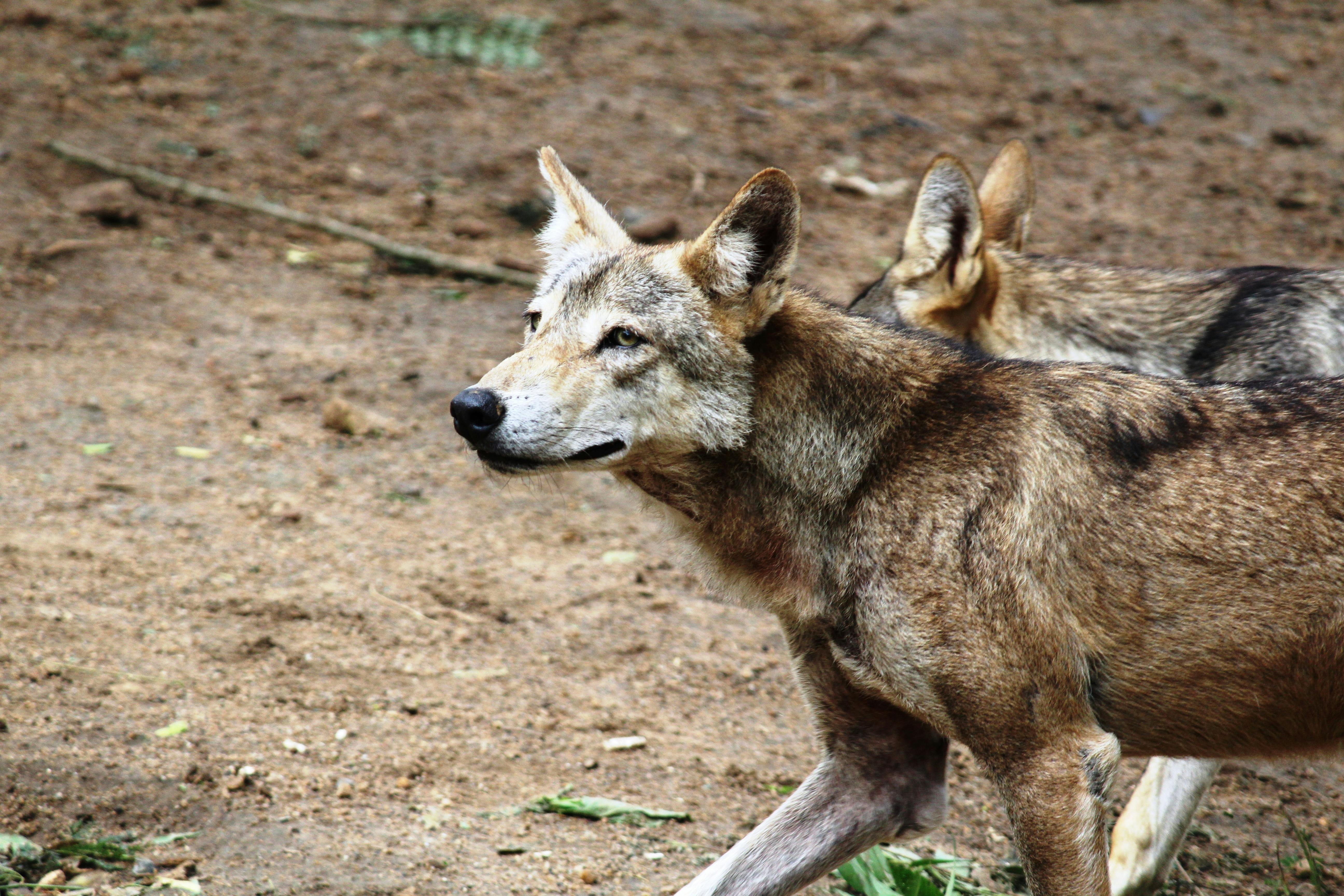 543+ Fotos y Imágenes de Lobos Gratis · Banco de Fotos Gratis