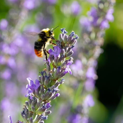 Free Biene am Lavendelstand Stock Photo